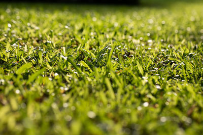 Close-up of grass growing in field