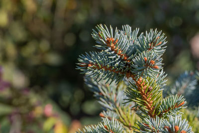 Close-up of pine tree