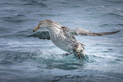 Seagull flying over sea