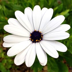 Close-up of white daisy flower