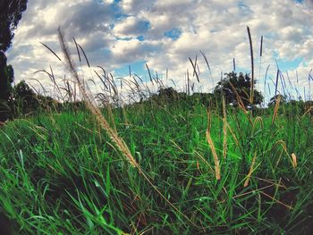 Close-up of grass in field against cloudy sky