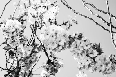 Close-up of white flowers on branch