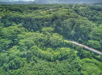 High angle view of trees in forest