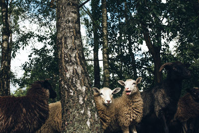 Flock of sheep on tree trunk