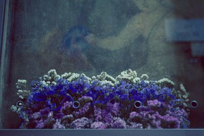 Close-up of flowers