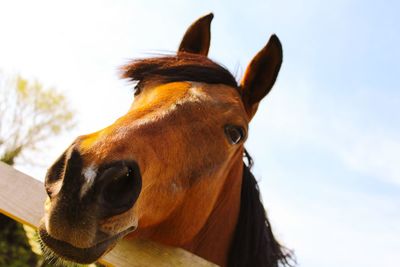 Close-up of a horse against the sky