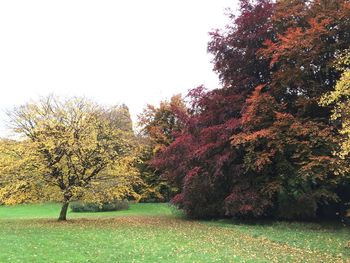 Trees on grassy field