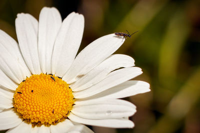 Close-up of insect on white flower