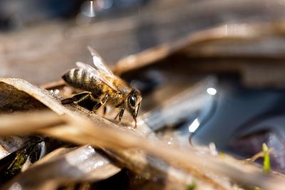 Close-up of bee on leaf