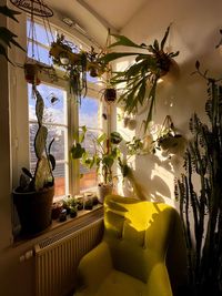 Potted plant on table