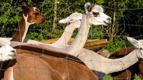 View of two giraffes