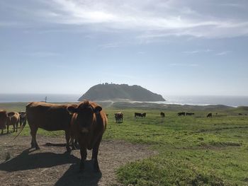 Cows grazing in a field