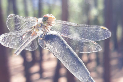 Close-up of dragonfly on plant