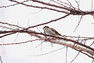 Low angle view of bird perching on bare tree