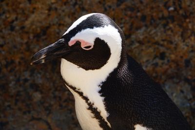 Close-up of penguin