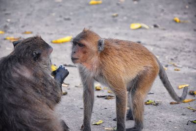 Macaque long tailed monkey, close-up genus macaca cercopithecinae, monkeys in thailand. asia.