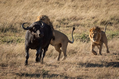 Male lion attacks cape buffalo with another