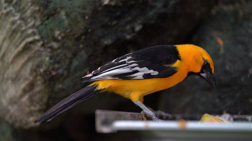 Close-up of bird perching