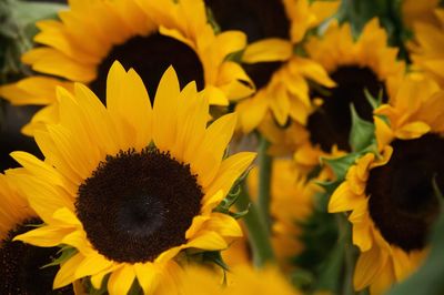 Close-up of sunflower