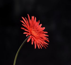 Close-up of red flower against black background