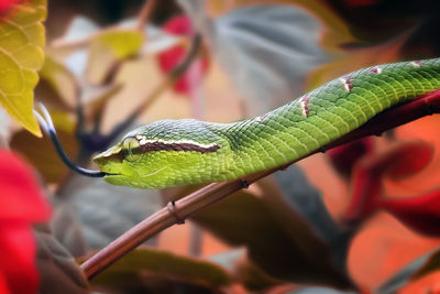 Close-up of green snake on leaf