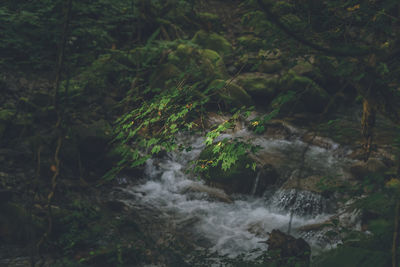 Scenic view of waterfall in forest