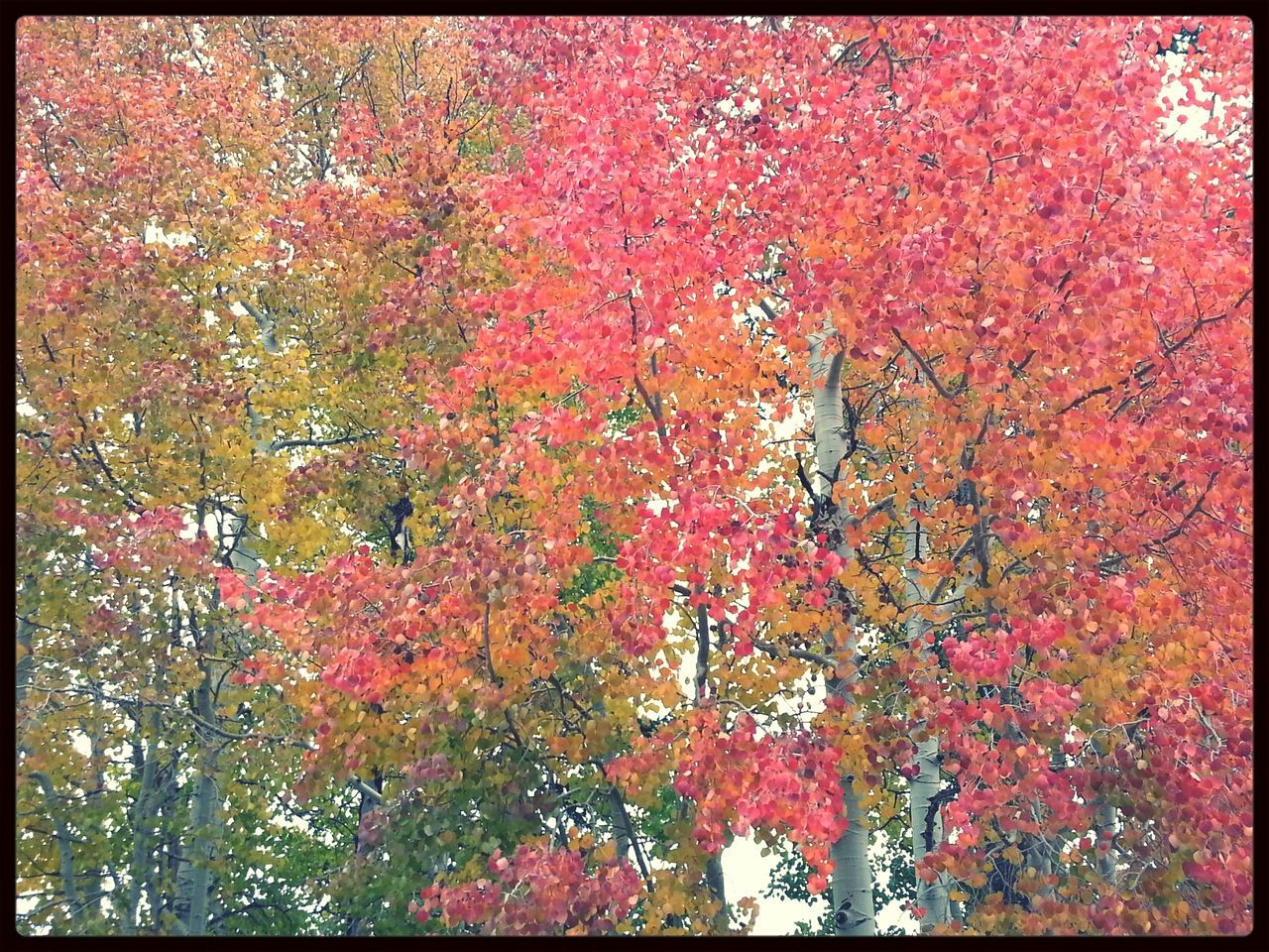 transfer print, tree, growth, auto post production filter, red, autumn, branch, beauty in nature, nature, change, season, tranquility, leaf, flower, low angle view, day, full frame, lush foliage, outdoors, no people