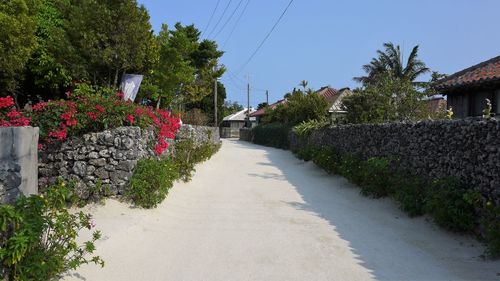 Flowering plants by road against sky