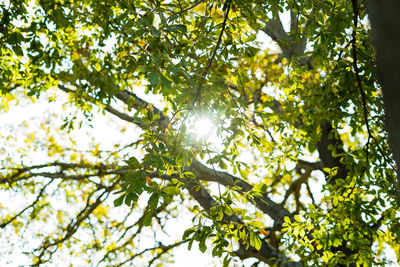 Low angle view of sunlight streaming through tree