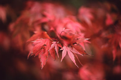 Close-up of red maple leaves