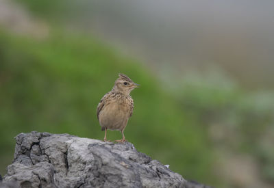 Close-up of bird perching on rock