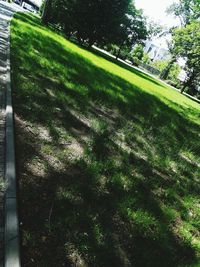 Trees and grass on field in lawn