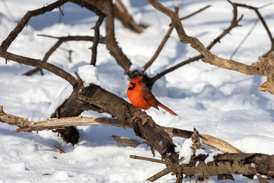 male cardinal