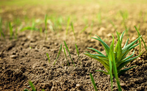 Close-up of fresh green plants growing in field