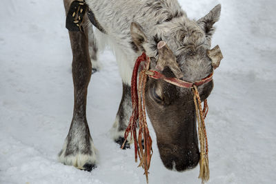 Panoramic view of a horse on snow covered field