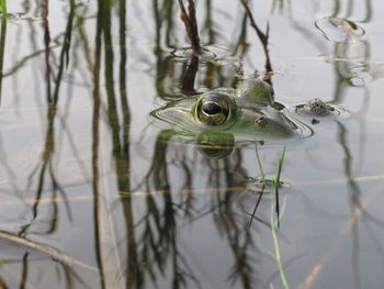 Close-up of frog in water