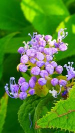 Close-up of purple flowers blooming outdoors