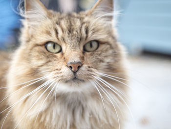 Close-up portrait of a cat