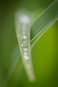 Close-up of water drop on leaf