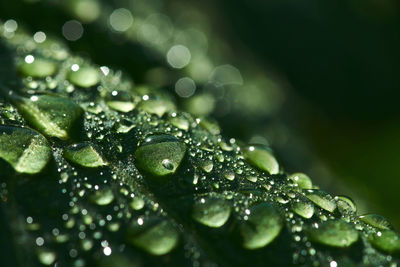 Close-up of water drops on leaves