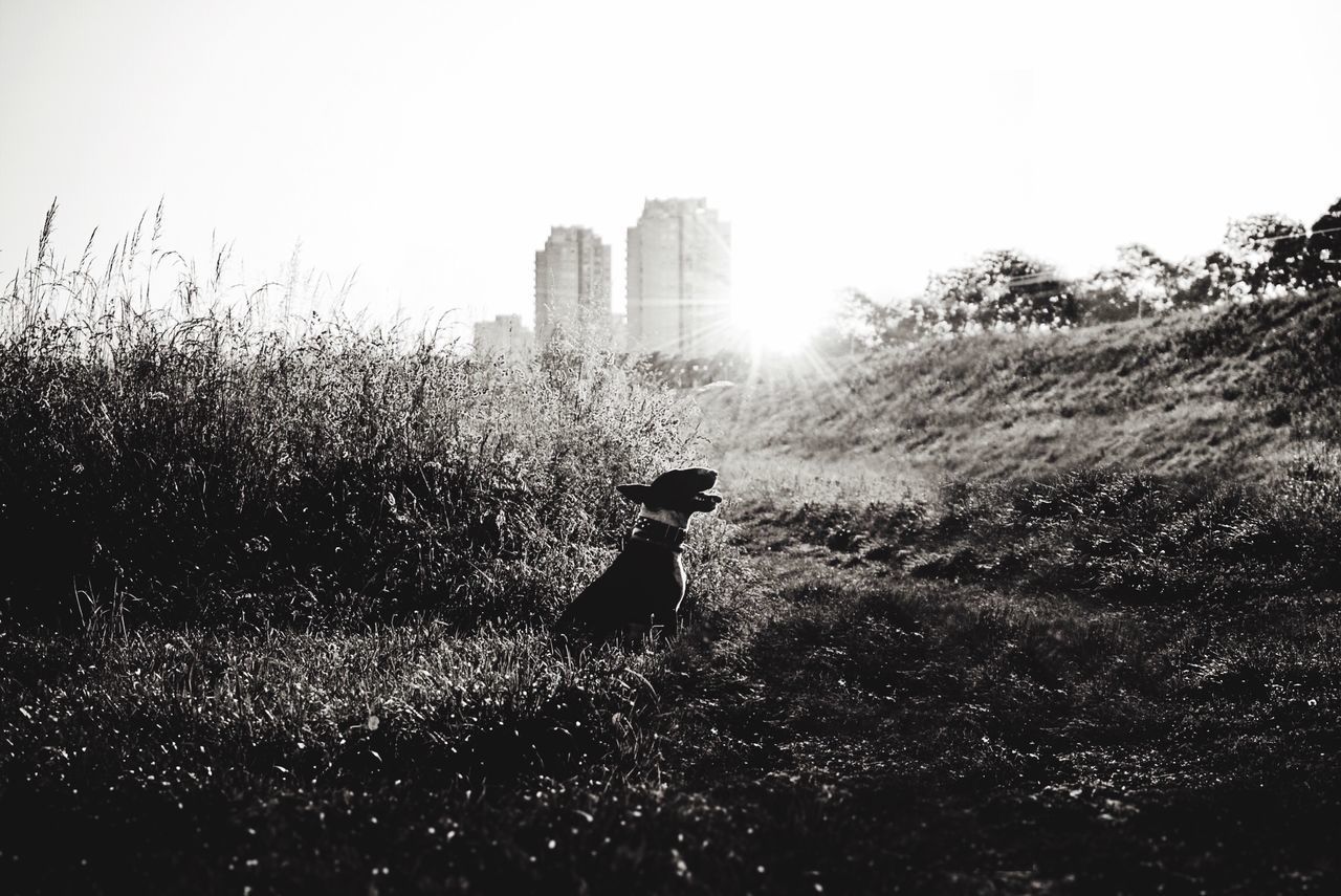 MAN ON FIELD AGAINST BRIGHT SUN