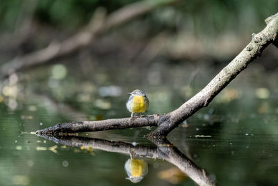 Bird perching on a tree