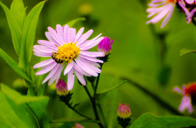 Close-up of pink flowers