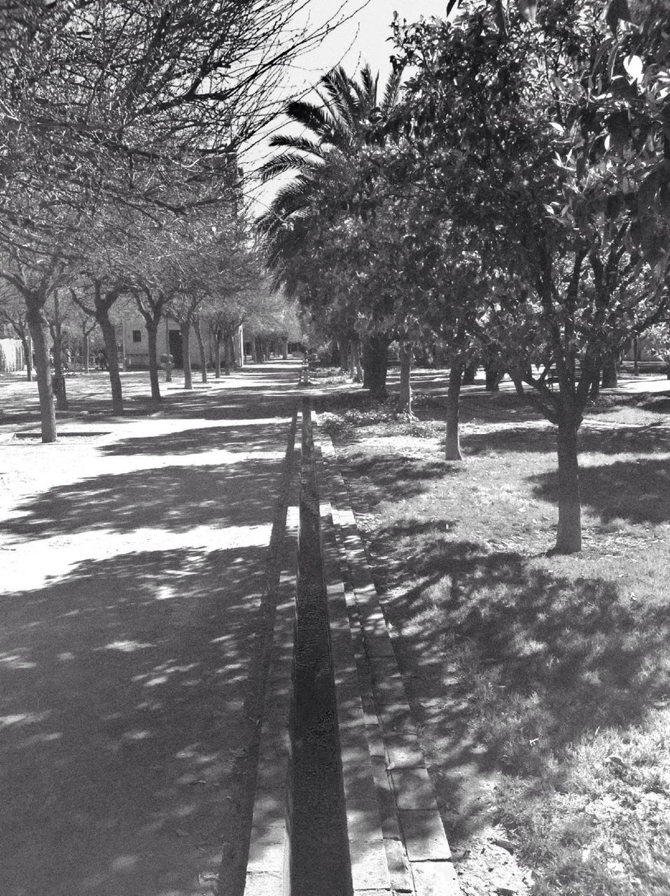 tree, the way forward, footpath, diminishing perspective, park - man made space, growth, shadow, sunlight, walkway, incidental people, built structure, vanishing point, treelined, day, tree trunk, outdoors, street, architecture, palm tree, pathway