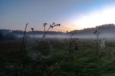 Plants growing on land against sky during sunset