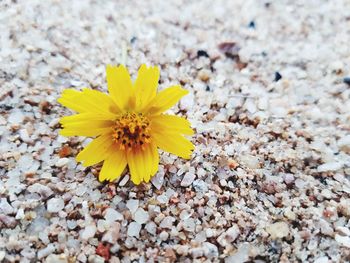 Close-up of yellow flowering plant