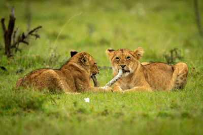 Two lion cubs lie chewing dead branch