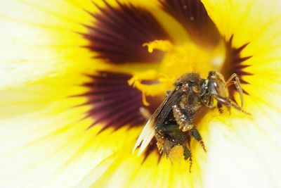 Close-up of bee on yellow flower