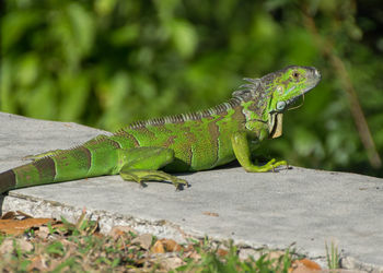 Close-up of lizard on leaf