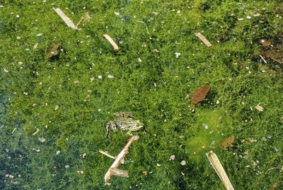 High angle view of crab on grass